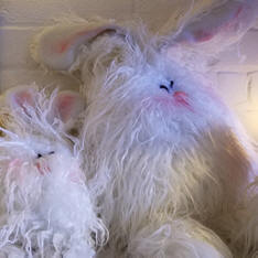 Bunnies